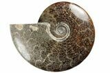 Polished Ammonite Fossil - Madagascar #191512-1